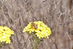 Halictus farinosus