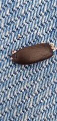 Platyceroides keeni