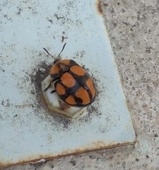 Botanochara octoplagiata