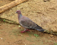 Patagioenas picazuro