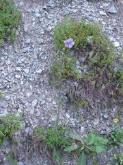 Campanula cervicaria