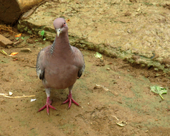 Patagioenas picazuro