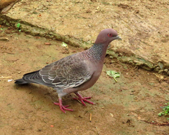 Patagioenas picazuro