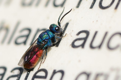 Chrysis graelsii