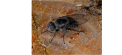 Polleniidae