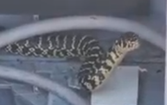 Hierophis viridiflavus viridiflavus