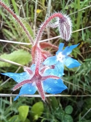 Borago officinalis