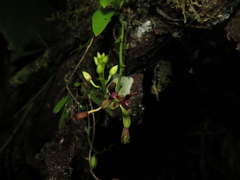 Telipogon williamsii