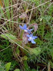 Borago officinalis