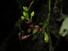 Telipogon williamsii