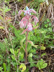 Borago officinalis