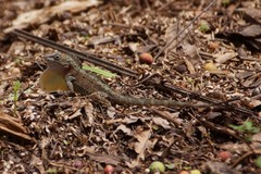 Anolis cristatellus cristatellus