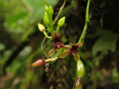 Telipogon williamsii