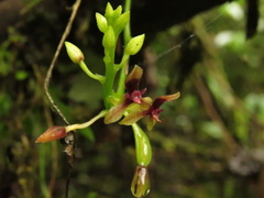 Telipogon williamsii