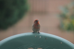 Haemorhous mexicanus