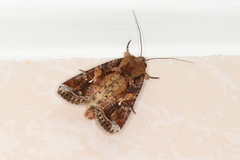 Spodoptera frugiperda