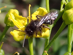 Andrena vulcana