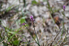 Polygala incarnata