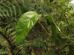 Mikania banisteriae