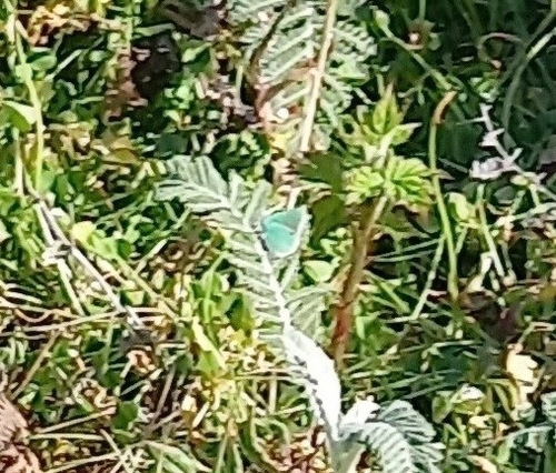 Coastal Green Hairstreak photo 5