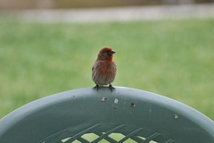 Haemorhous mexicanus