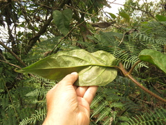 Mikania banisteriae
