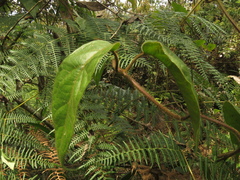 Mikania banisteriae