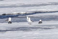 Larus californicus