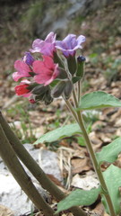 Pulmonaria vallarsae