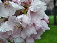 Prunus serrulata