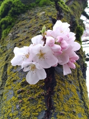 Prunus serrulata