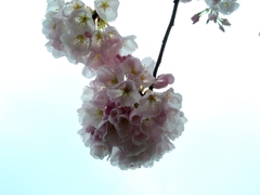 Prunus serrulata