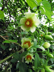 Pereskia aculeata