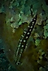 Helcogramma maldivensis