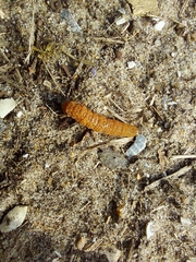 Noctua fimbriata