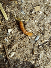 Noctua fimbriata