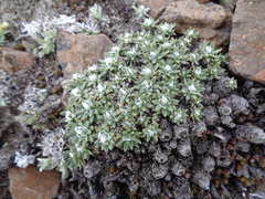 Plantago sempervivoides