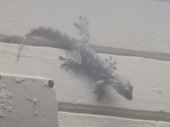 Tarentola mauritanica