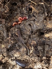 Strigamia bothriopus