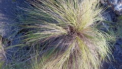 Festuca petraea