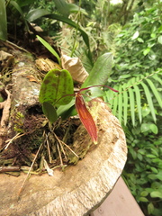 Restrepia brachypus