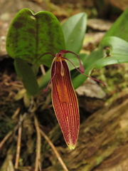 Restrepia brachypus