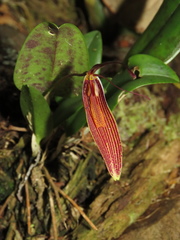 Restrepia brachypus