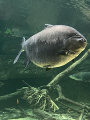 Piaractus brachypomus