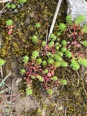 Sedum pallidum
