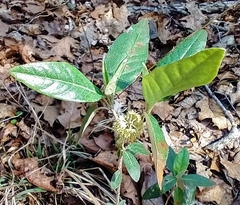 Croton alabamensis