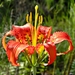 Pine Lily - Photo (c) Bob Peterson, some rights reserved (CC BY-SA)