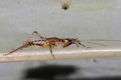 Acanthacara brachycyma