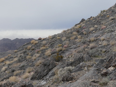 Homalocephala polycephala