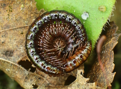 Strongylosoma
